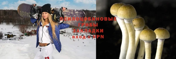 прущие грибы Ельня